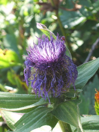 Famiglia dei cardi????